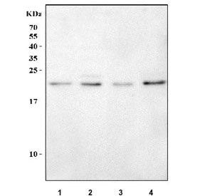 RAB7A Antibody