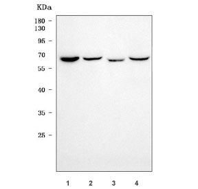 Sorting nexin 18 Antibody / SNX18