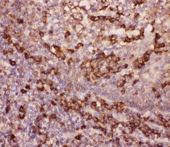 MAC-1 Antibody