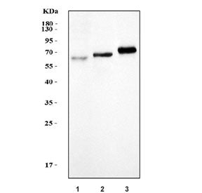TFEB Antibody