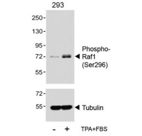 Western blot analysis of lysates from the human HEK293 cell line, untreated or treated with TPA (200