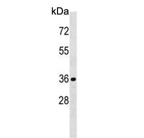 Western blot testing of human HEK293 cell lysate with CDKL1 antibody. Predicted molecular weight ~42