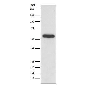 Western blot testing of human HeLa cell lysate with Src antibody. Predicted molecular weight: 55-60 