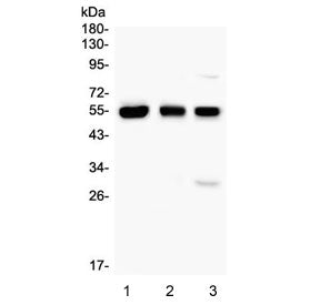 RUNX1 Antibody