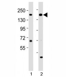 Kdm6a Antibody