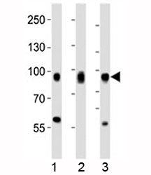 CD44 Antibody