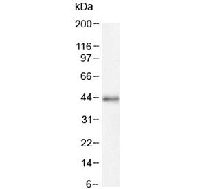 Western blot testing of mouse NIH3T3 cell lysate with CDK9 antibody at 2ug/ml. Predicted molecular w