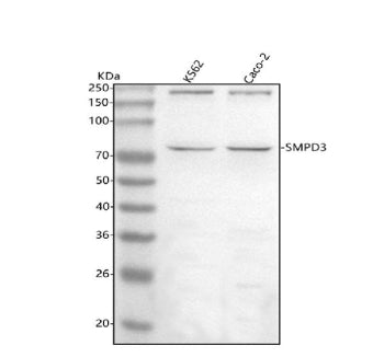 Western blot analysis of SMPD3 using anti-SMPD3 antibody. Lane 1: human K562 whole cell lysates, Lan