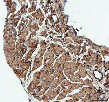 Actin Antibody / ACTA1