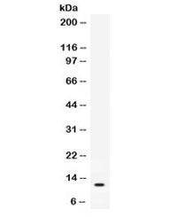 CXCL2 Antibody