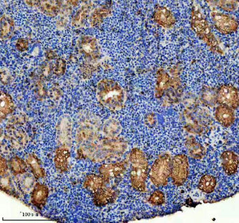IHC staining of FFPE zebrafish kidney tissue with Zebrafish Abce1 antibody, HRP-secondary and DAB su