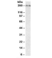 Robo1 Antibody