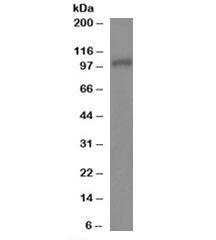 Western blot testing of human T-lymphocyte lysate with Munc13-4 antibody at 2ug/ml. Predicted molecu