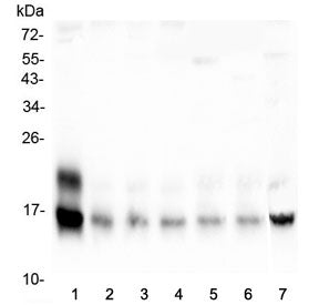 Western blot testing of mouse 1) brain, 2) spleen, 3) heart, 4) lung, 5) kidney, 6) testis and 7) HE