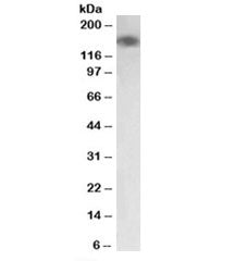 Western blot testing of human colon lysate with MYLK antibody at 0.03ug/ml. Predicted molecular weig