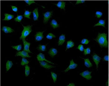 Immunofluorescent staining of FFPE human A549 cells with ATG9A antibody (green) and DAPI nuclear sta