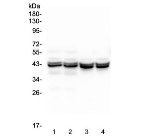 Western blot testing of different lots of 1) mouse liver, 2) mouse liver, 3) rat liver and 4) rat li