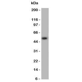 Western blot testing of ANGPTL3 antibody and human A549 cell lysate. Expected molecular weight 50 ~ 