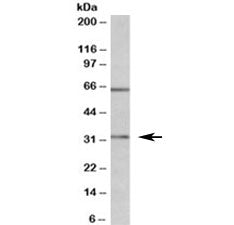 Western blot testing of MOLT4 lysate with Caspase 3 antibody at 1ug/ml. The expected ~32kDa band and