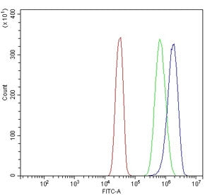 Flow cytometry testing of human SiHa cells with SEC23B antibody at 1ug/million cells (blocked with g