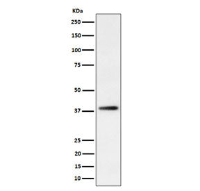 Western blot testing of human HepG2 cell lysate with Farnesyl Diphosphate Synthase antibody. Predict