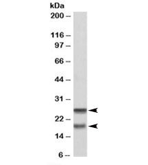 SNAP23 Antibody