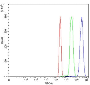 MRE11 Antibody / Meiotic recombination 11