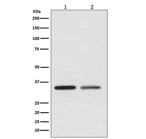 Western blot testing of 1) human HeLa and 2) human SK-BR-3 cell lysate with WNT2 antibody. Predicted