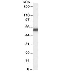 Western blot testing of human pancreas lysate with PDIp antibody at 0.03ug/ml. Predicted molecular w