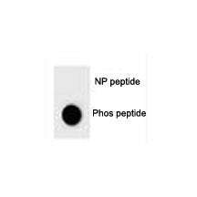 Dot blot analysis of phospho BAD antibody. 50ng of phos-peptide or nonphos-peptide per dot were spot