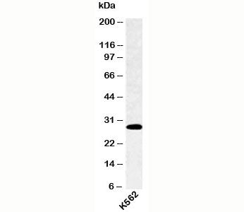 Western blot testing of human samples with SPIB antibody at 4ug/ml.