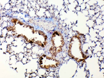 IHC testing of FFPE mouse lung tissue with Mmp13 antibody at 1ug/ml. Required HIER: steam section in