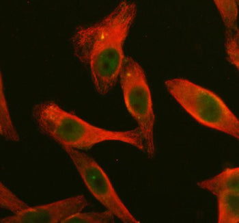 DUSP2 Antibody / Dual specificity protein phosphatase 2, 100ug