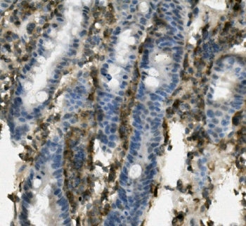 IHC staining of FFPE mouse intestine with Psgl-1 antibody. HIER: boil tissue sections in pH8 EDTA fo