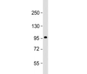 Western blot testing of human skeletal muscle lysate with SULF1 antibody at 1:2000. Predicted molecu