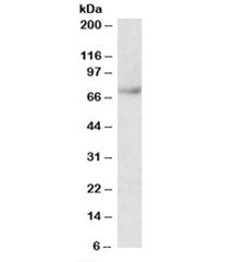 Western blot testing of Jurkat lysate with Fubp1 antibody at 0.03ug/ml. Predicted molecular weight: 