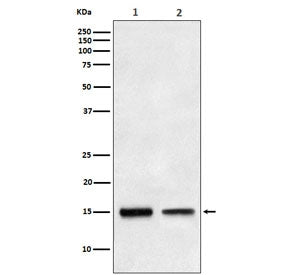 Western blot testing of human 1) HepG2 and 2) fetal liver lysate with TGFA antibody. Predicted molec