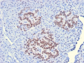 IHC staining of FFPE human pancreas with HNF1A antibody. HIER: boil tissue sections in pH6, 10mM cit