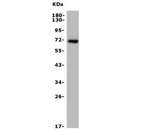 Arylsulfatase E Antibody / ARSE