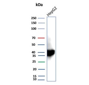 ARK1C1 Antibody / Aldo-keto Reductase Family 1 Member C1