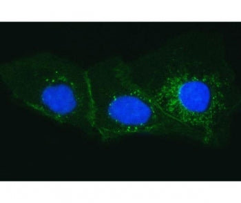 Immunofluorescent staining of FFPE human A431 cells with Tissue Factor antibody (green) and DAPI nuc