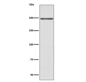 Western blot testing of mouse heart lysate with MYH6 antibody. Predicted molecular weight ~224 kDa, 