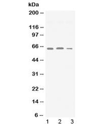 Synapsin 2 Antibody