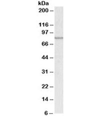 Western blot testing of A431 lysate with ABCB5 antibody at 0.3ug/ml. Predicted molecular weight ~90k