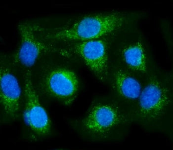COX6B1 Antibody / Cytochrome c oxidase subunit 6B1