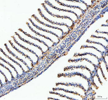 IHC staining of FFPE zebrafish fin tissue with Ostf1 antibody, HRP-labeled secondary and DAB substra