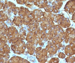 IHC staining of FFPE human pancreas with recombinant TOP1MT antibody (clone TPIMT-2R). HIER: boil ti