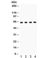FE65 Antibody