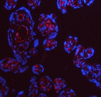 ApoE Antibody
