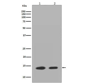Western blot testing of 1) mouse Neuro-2a and 2) human HeLa cell lysate with Histone H2A.Z antibody.